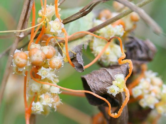 1024px cuscuta campestris