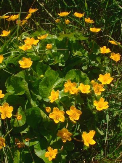 Caltha palustris jfg1