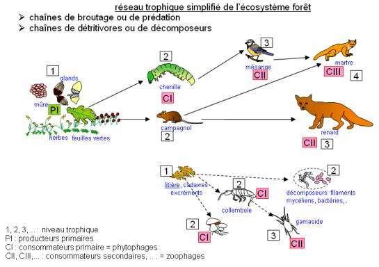 Ecosysteme foret reseau trophique 1