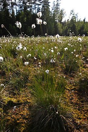 Linaigrette