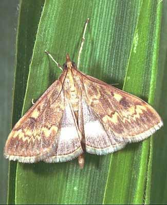 Papillon male pyrale mais 1